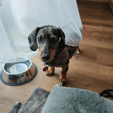 Ξενοδοχείο Suggenbad Waldkirch