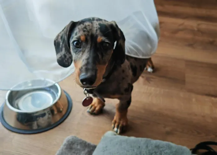 Szálloda Suggenbad Waldkirch